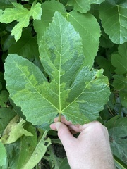 Fig mosaic emaravirus