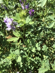 Linaceae