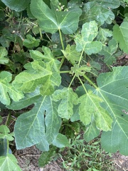 Fig mosaic emaravirus