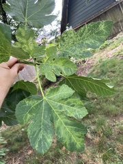 Fig mosaic emaravirus
