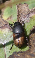 Colobopterus erraticus