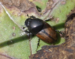 Colobopterus erraticus