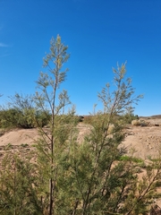 Tamarix usneoides