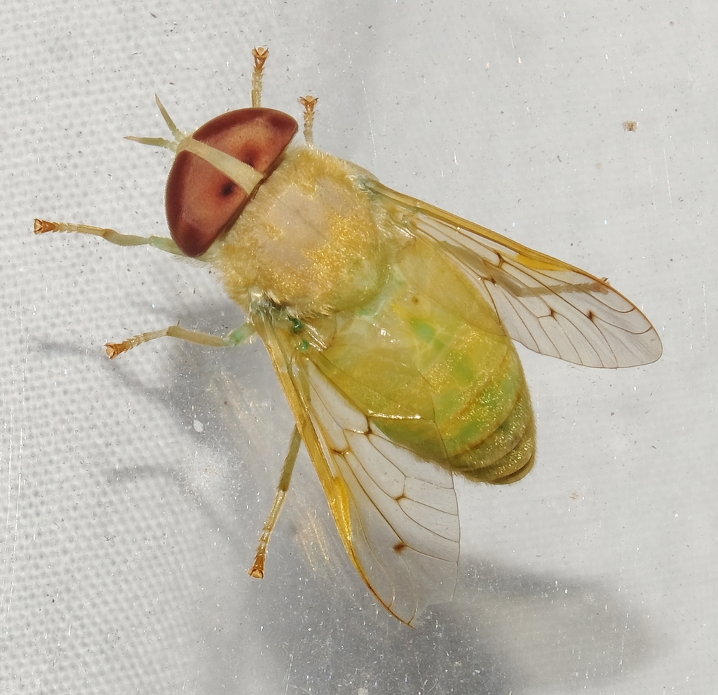 Green Horse Flies