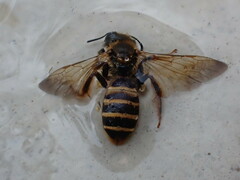 Halictus