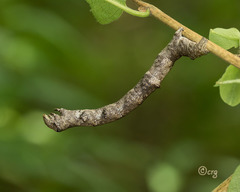 Eutrapela clemataria