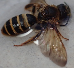 Halictus