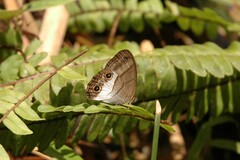 Euptychoides