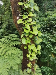 Hedera azorica