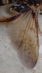 Halictus