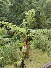 Rumex azoricus