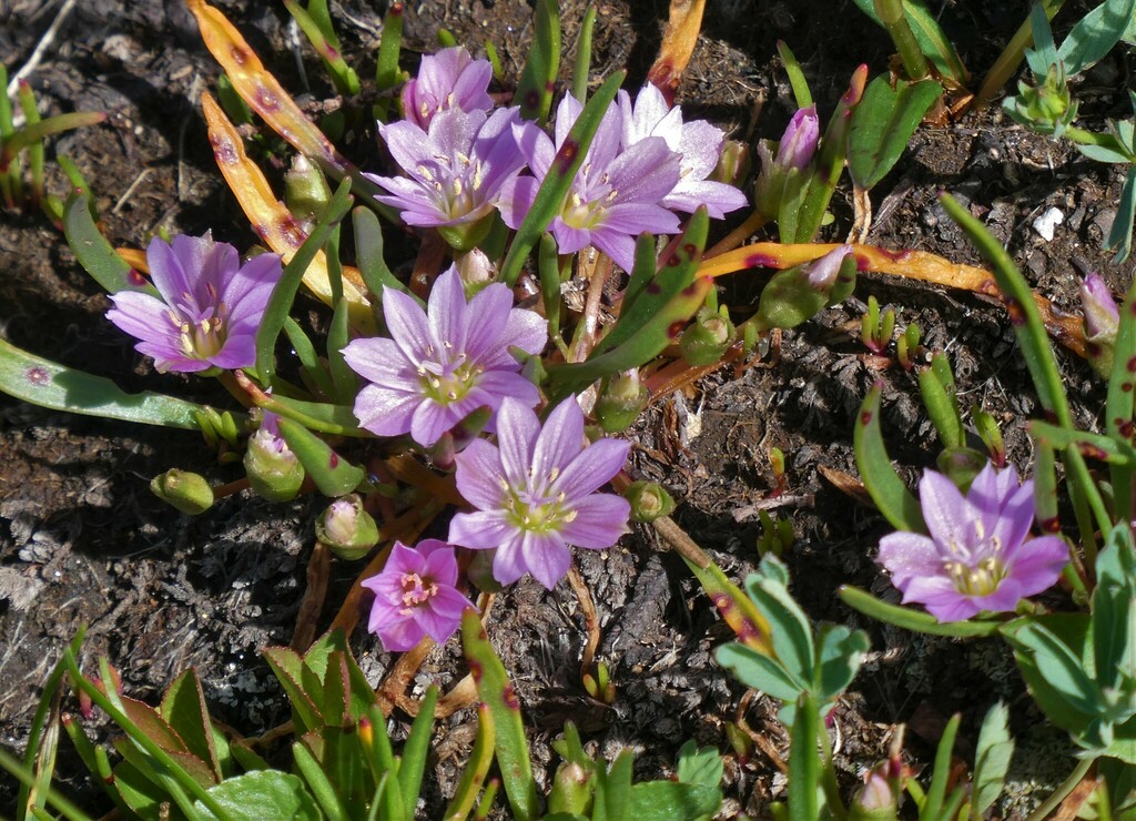 dwarf lewisia