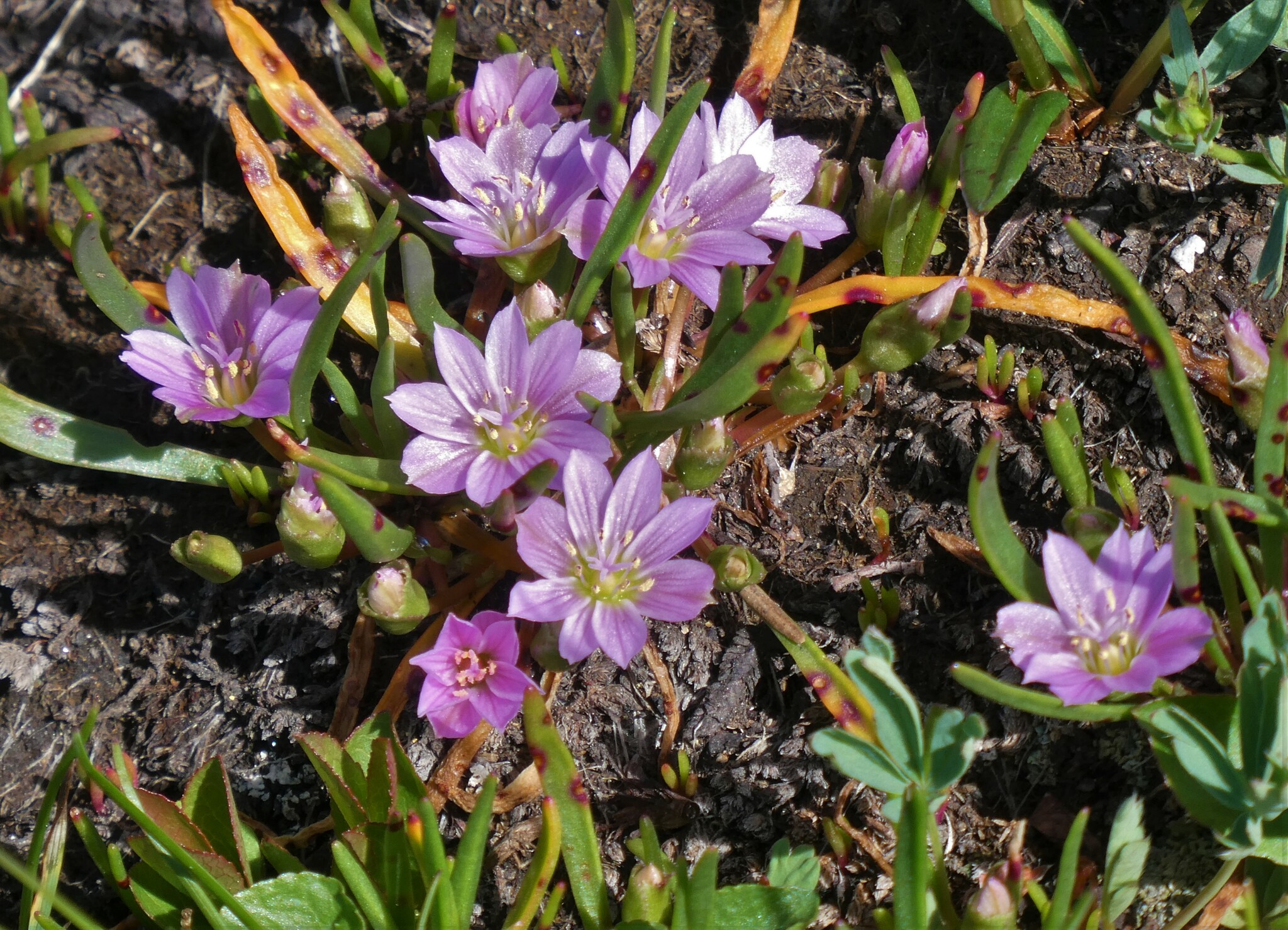 Lewisia pygmaea