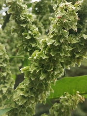 Rumex azoricus, photograph (c) Ljaž, some rights reserved (CC BY)