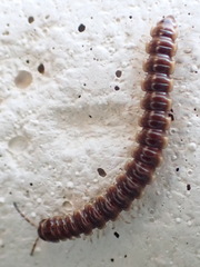 Oxidus gracilis