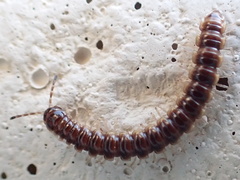 Oxidus gracilis