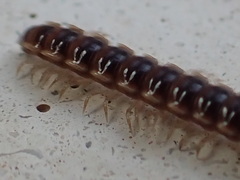 Oxidus gracilis