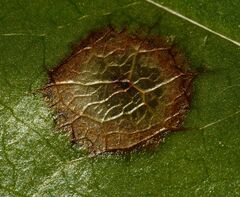 Botryosphaeriales