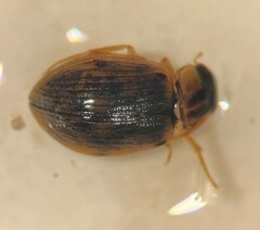 Berosus peregrinus