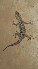 Phyllodactylus lanei