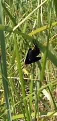 Ctenucha rubroscapus