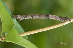 Eutrapela clemataria