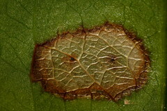 Botryosphaeriales