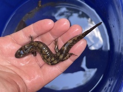 Desmognathus marmoratus