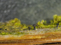 Chaenothecopsis pusilla