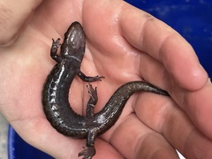 Desmognathus marmoratus