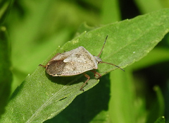 Euschistus servus euschistoides