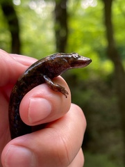 Desmognathus marmoratus