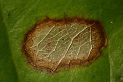 Botryosphaeriales