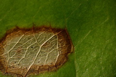 Botryosphaeriales