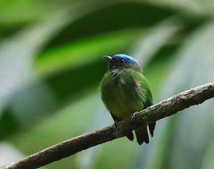 Lepidothrix coronata