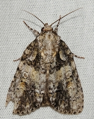 Acronicta ovata
