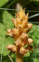 Orobanche lucorum