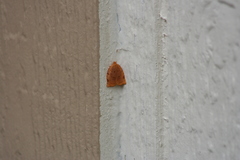 Archips rileyana