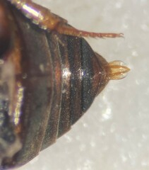 Cercyon praetextatus