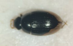 Cercyon praetextatus
