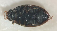 Cercyon praetextatus