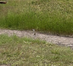 Poliocitellus franklinii