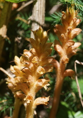 Orobanche lucorum