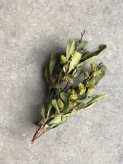 Myrica