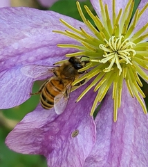 Apis mellifera