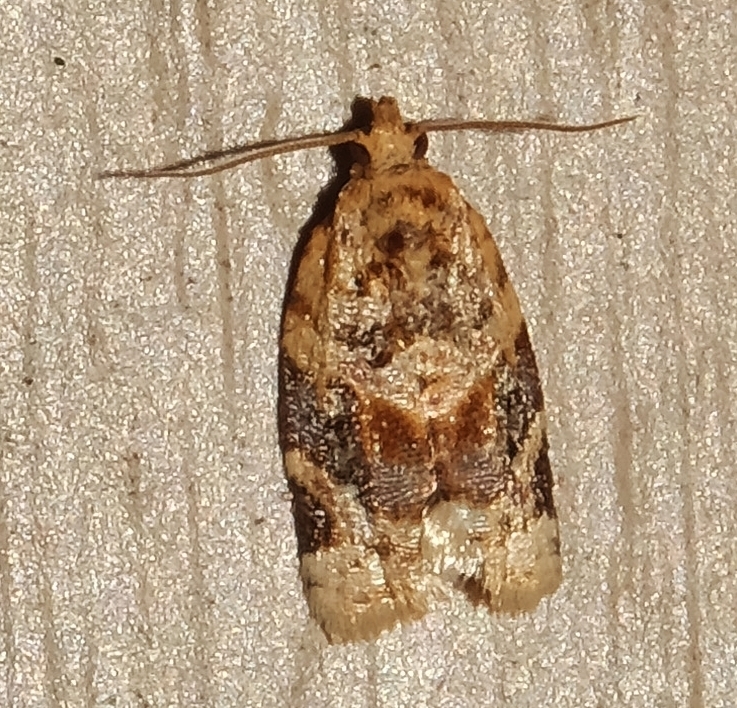 Argyrotaenia