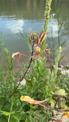 Oenothera indecora