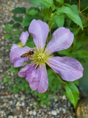Apis mellifera