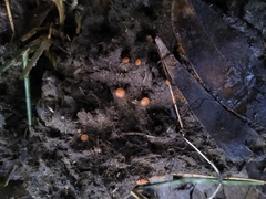 Cheilymenia coprinaria