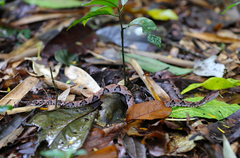 Bothrops brazili